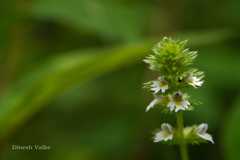 Euphrasia platyphylla